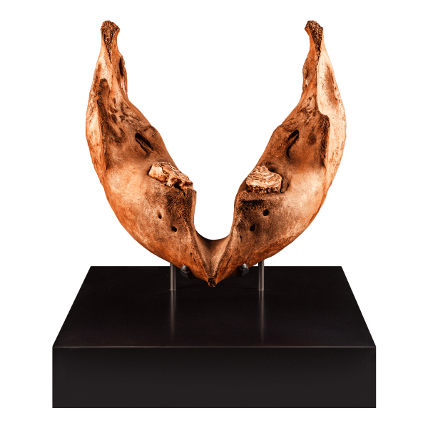 Fossil Mammoth Jaw