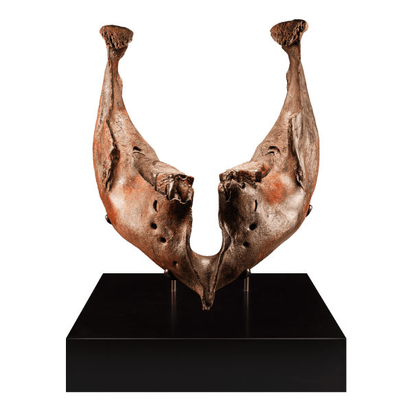 Fossil Mammoth Jaw