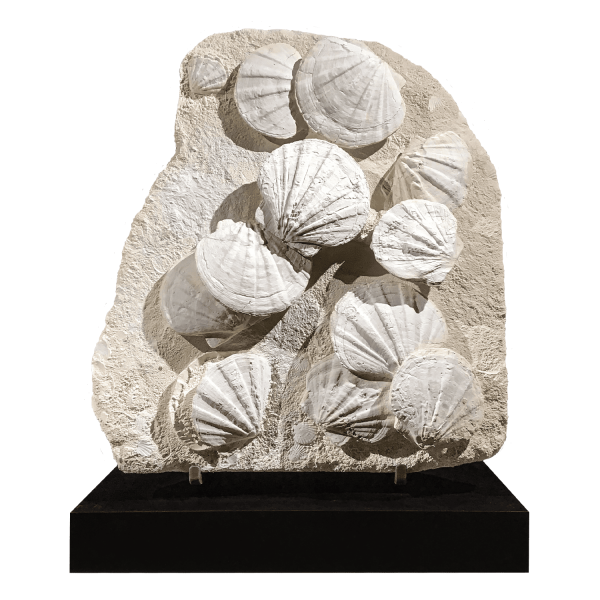 Scallop Shells