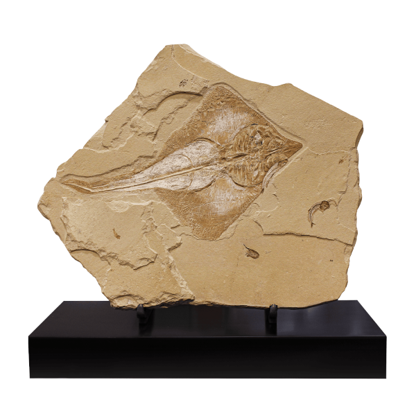 Fossil Diamond-shaped Stingray