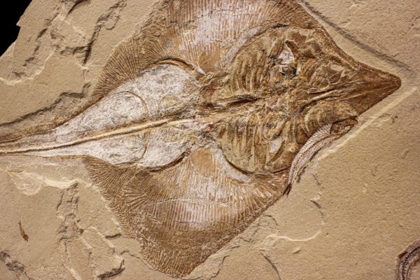 Fossil Diamond-shaped Stingray