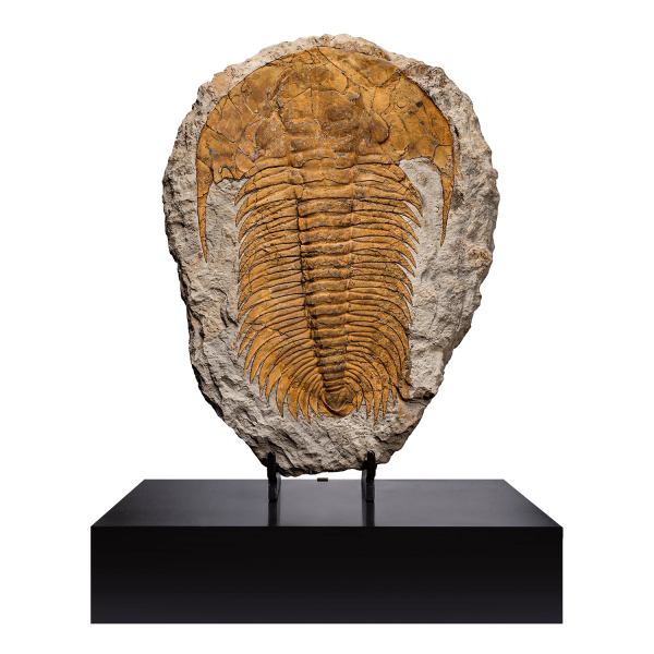 Trilobite