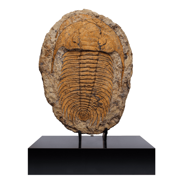 Trilobite