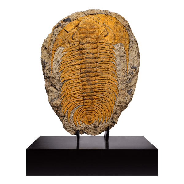 Trilobite