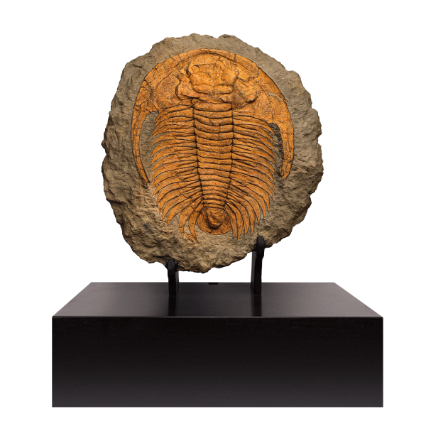 Trilobite