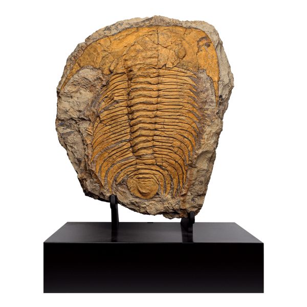 Trilobite