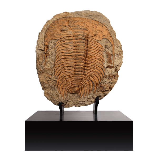 Trilobite