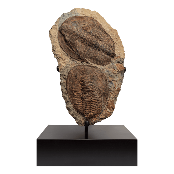 Trilobite Pair