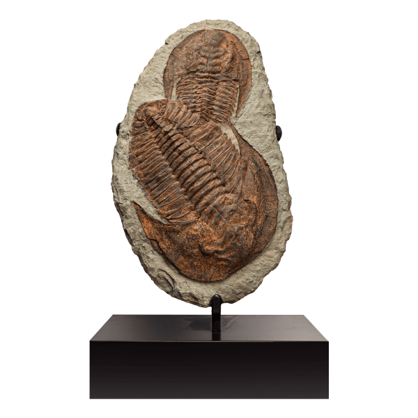 Trilobite Pair
