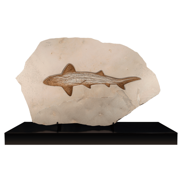Fossil Shark