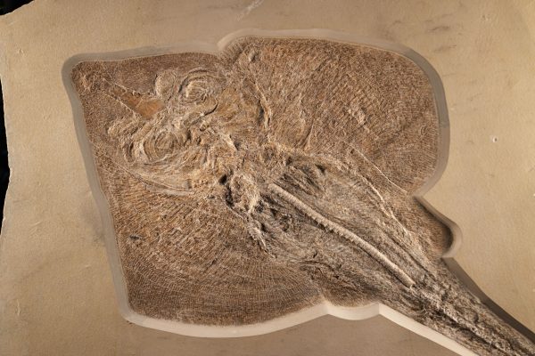 Fossil Diamond-shaped Stingray