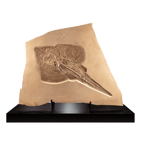 Fossil Diamond-shaped Stingray