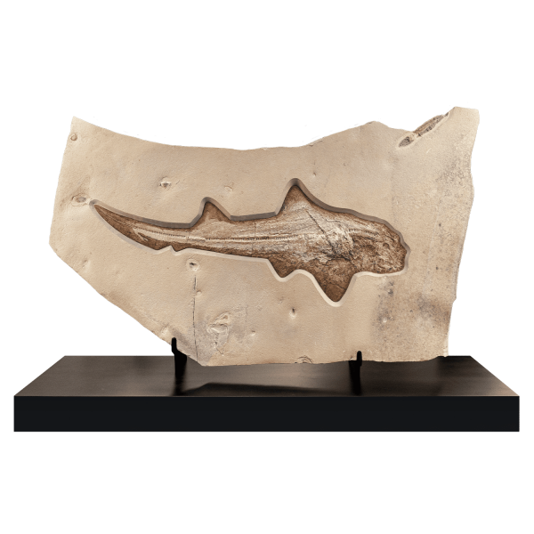 Fossil Shark