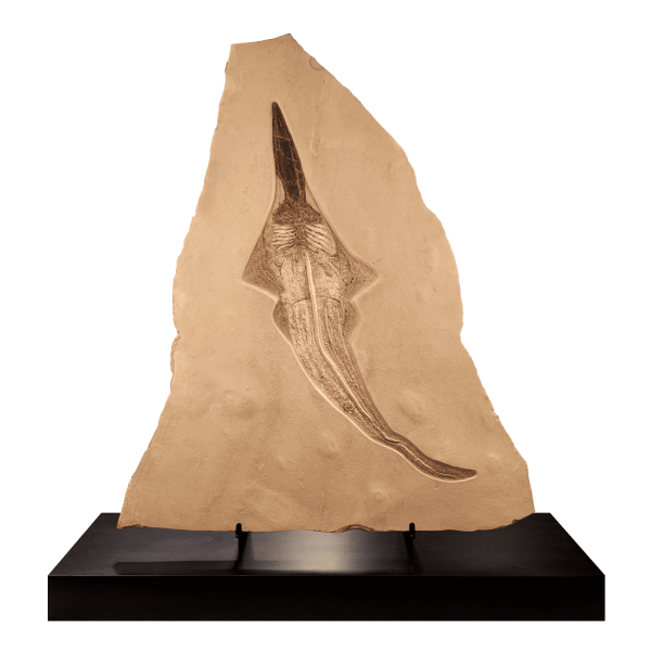 Fossil Sawfish