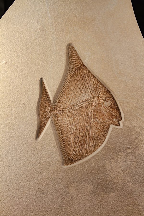 Fossil Bony Fish
