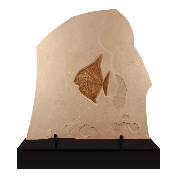 Fossil Bony Fish
