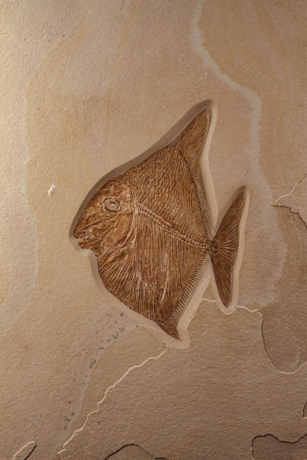 Fossil Bony Fish