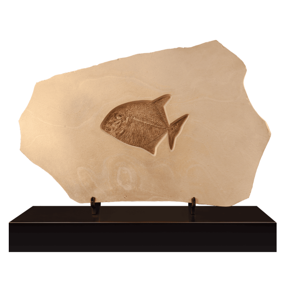 Fossil Bony Fish