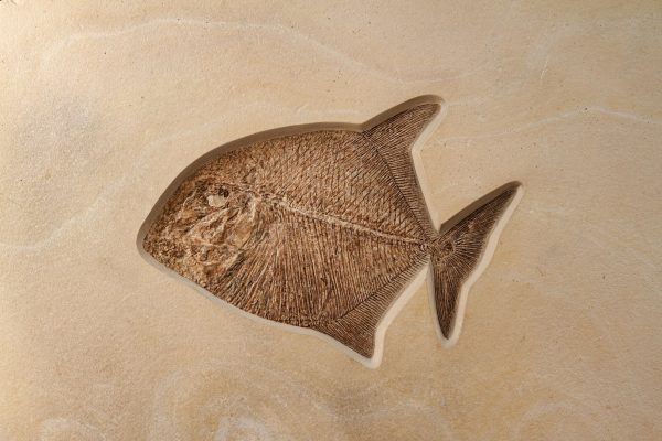 Fossil Bony Fish