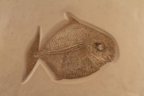 Fossil Bony Fish