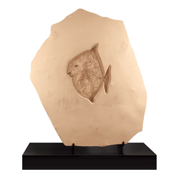 Fossil Bony Fish