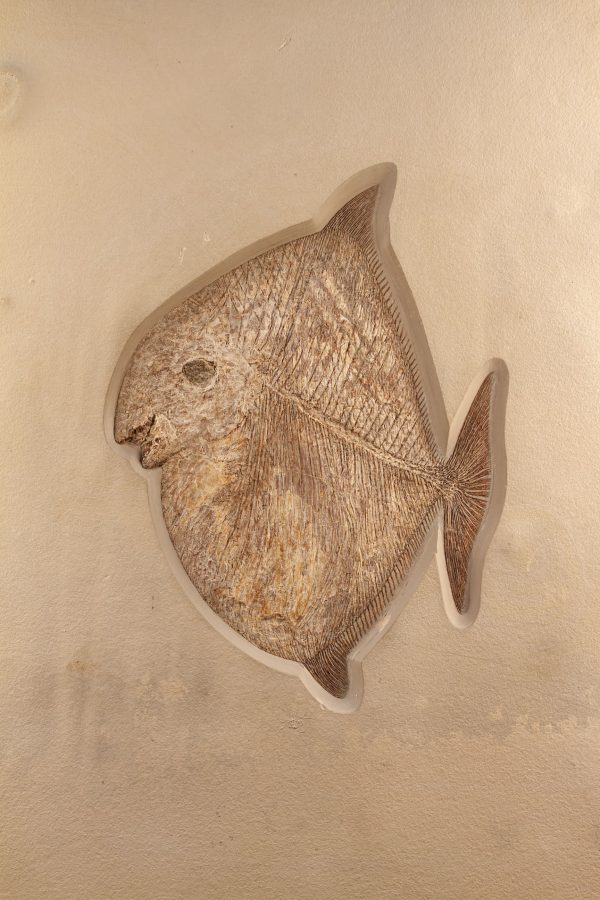 Fossil Bony Fish