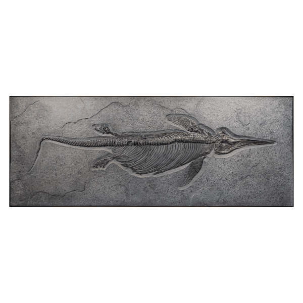 Fossil Ichthyosaurus Skeleton