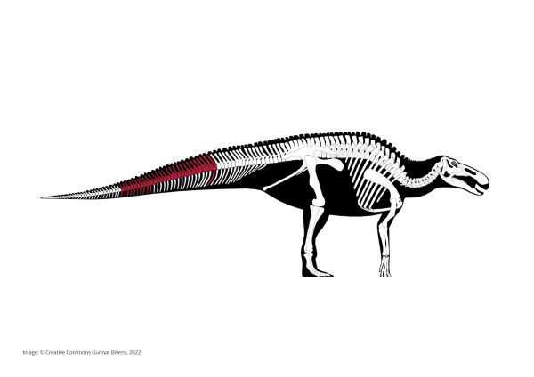 Dinosaur Vertebrae Collection - Image 2
