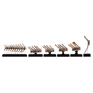 Dinosaur Vertebrae Collection