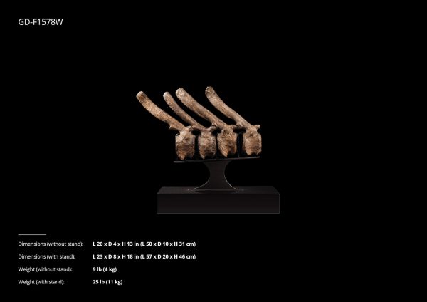 Dinosaur Vertebrae Collection - Image 6