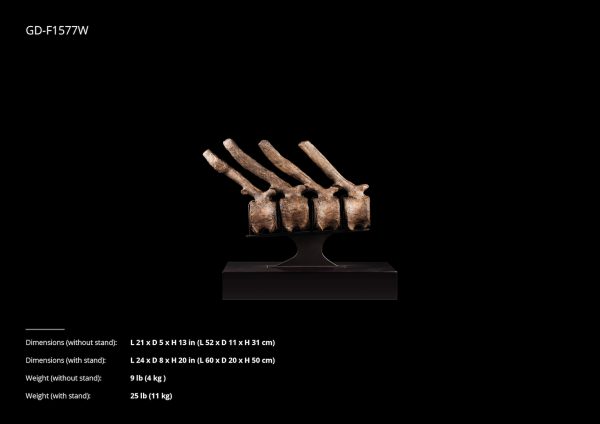 Dinosaur Vertebrae Collection - Image 7