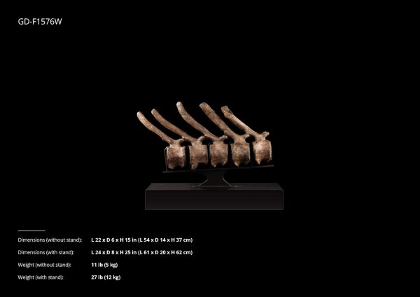 Dinosaur Vertebrae Collection - Image 8