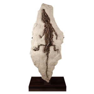 Fossil Crocodile Skeleton