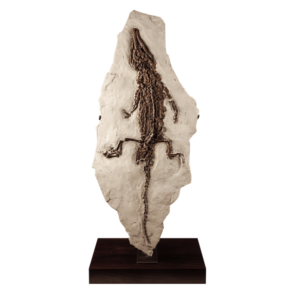 Fossil Crocodile Skeleton